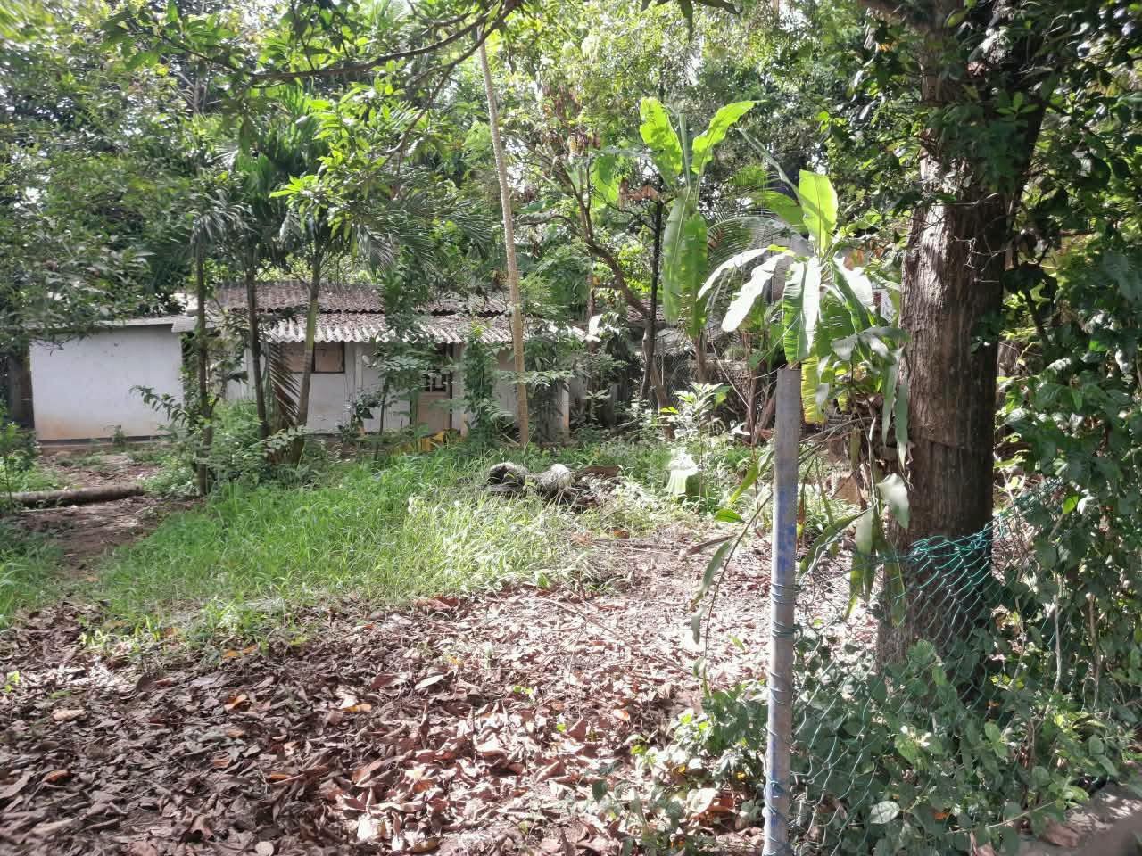 ජාඇල ඒකල පන්සල පාරේ පර්චස් 10ක ඉඩමක් විකිණිමට