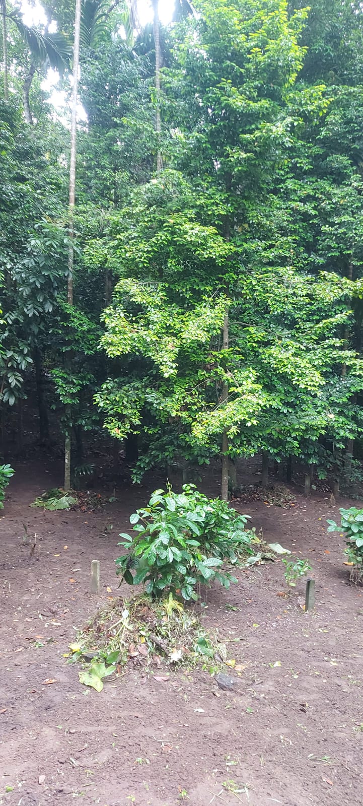 Land for Sale in Pilawala, Kandy