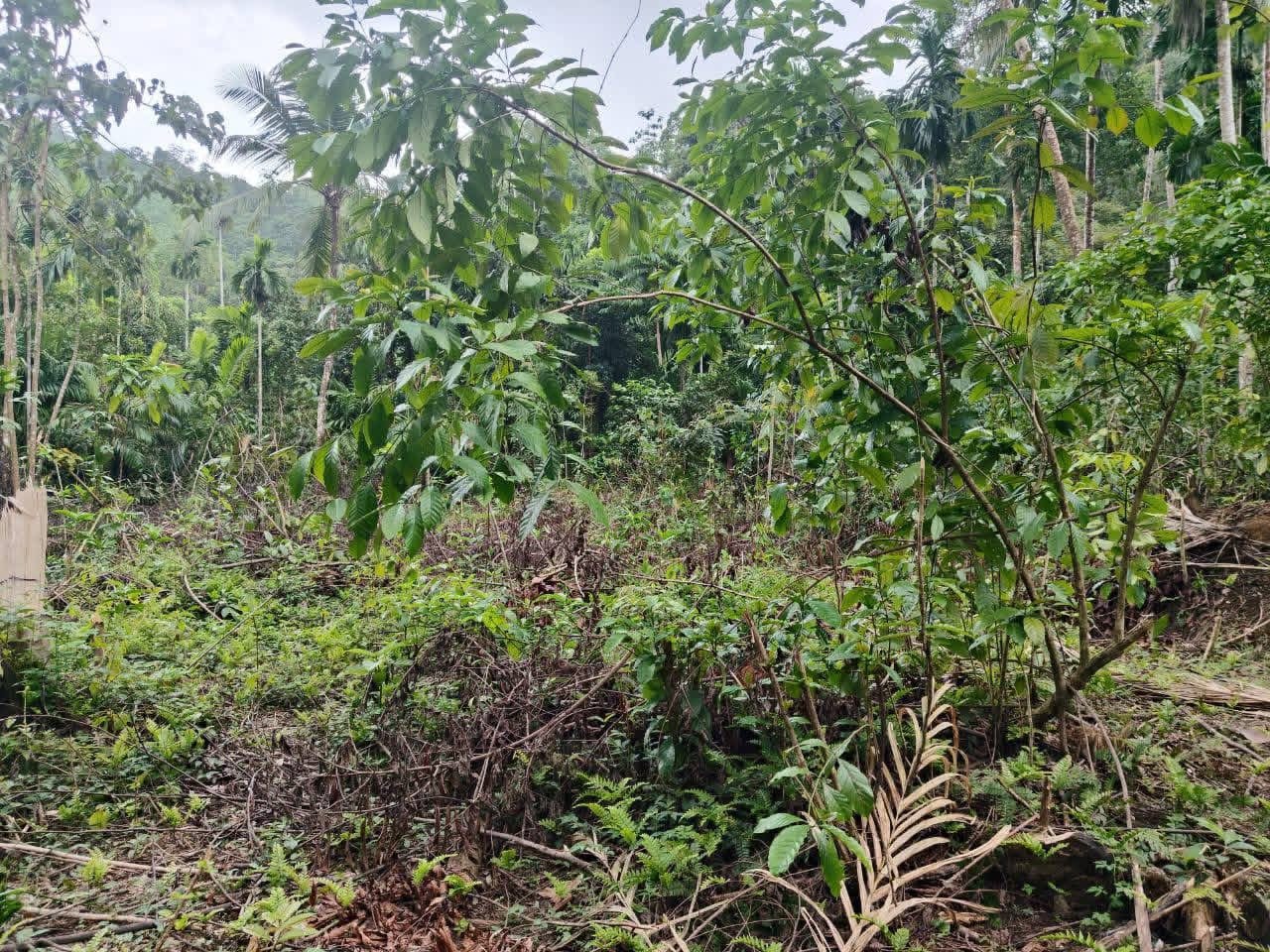 Land for sale - dehiovita