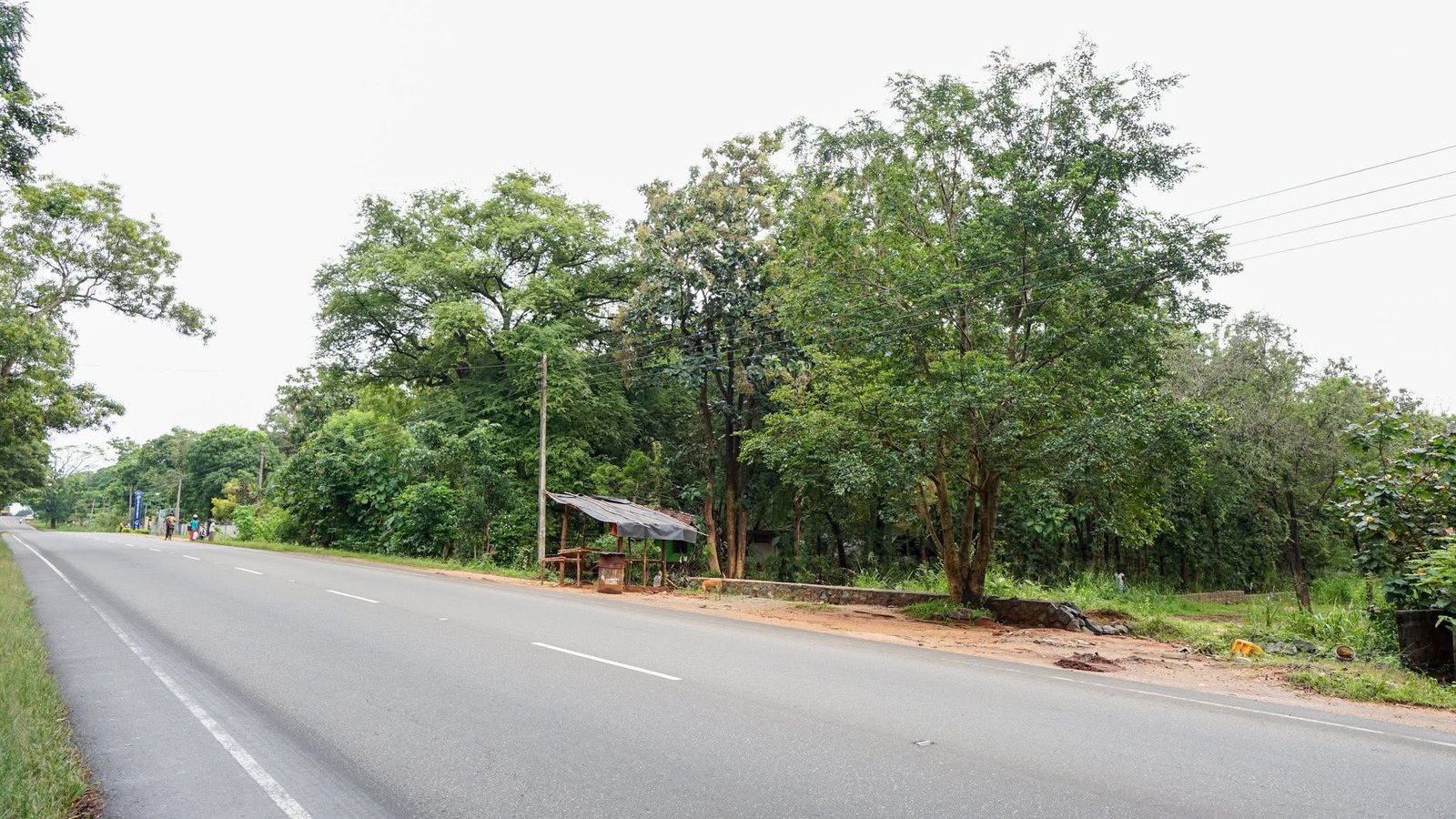 Prime Commercial Land for Sale Or Rent Sigiriya Digampathaha