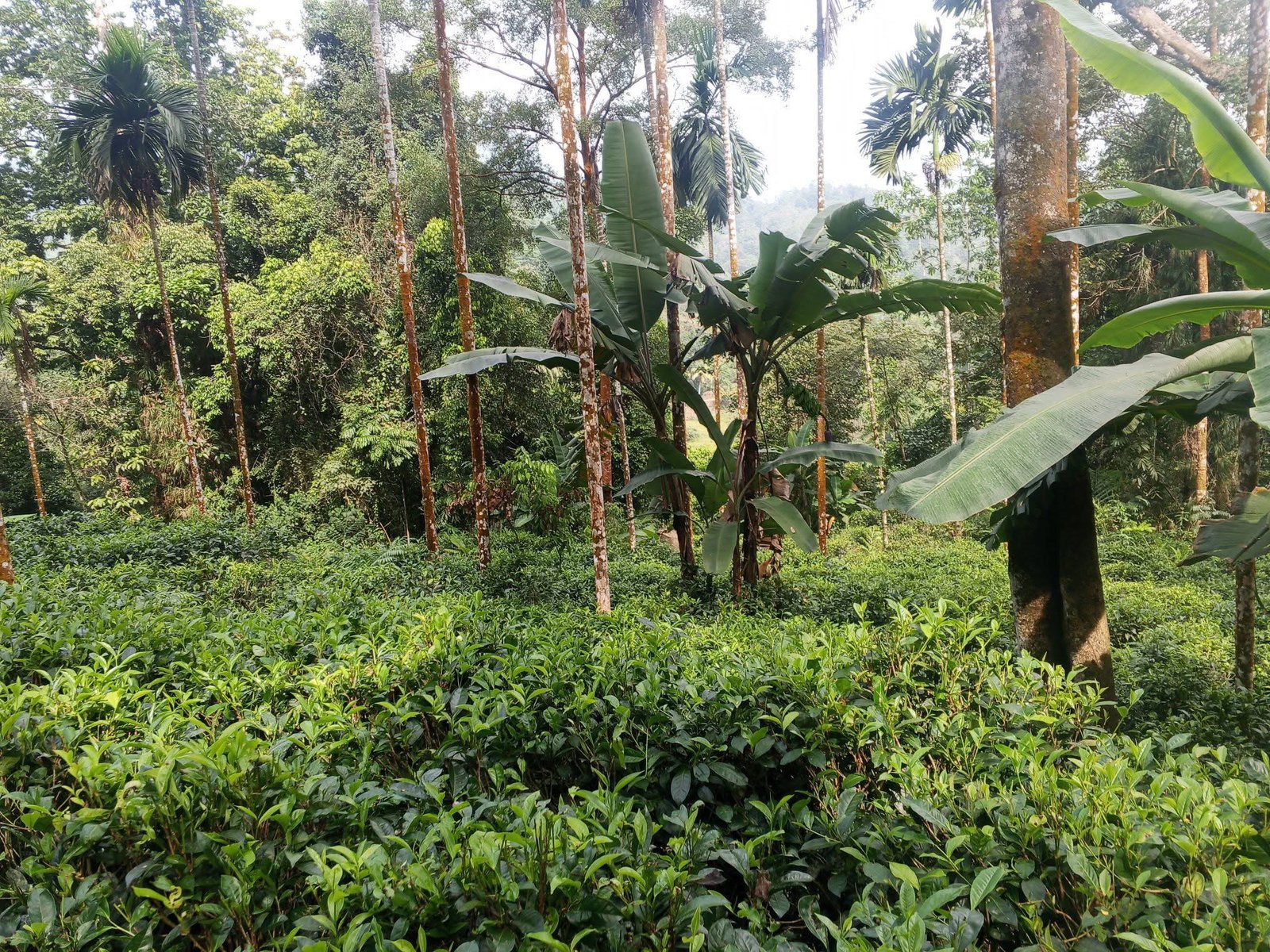 නෙළුව නගරයට  කි.මි 3ක් දුරින් අගනා ඉඩමක්