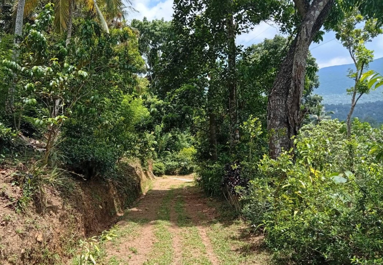 මාදම්පේ සිට රක්වාන පාරේ 8km දුරින්  නිවසක් සමග ආදයම් ලබන  ඉඩමක් විකිණීමට ඇත