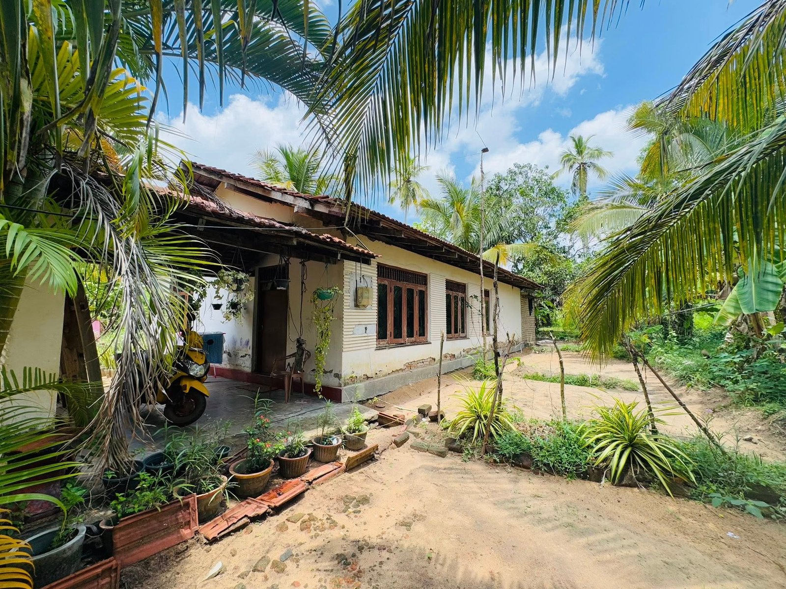 වටිනා පොල් ඉඩමක් විකිණීමට
