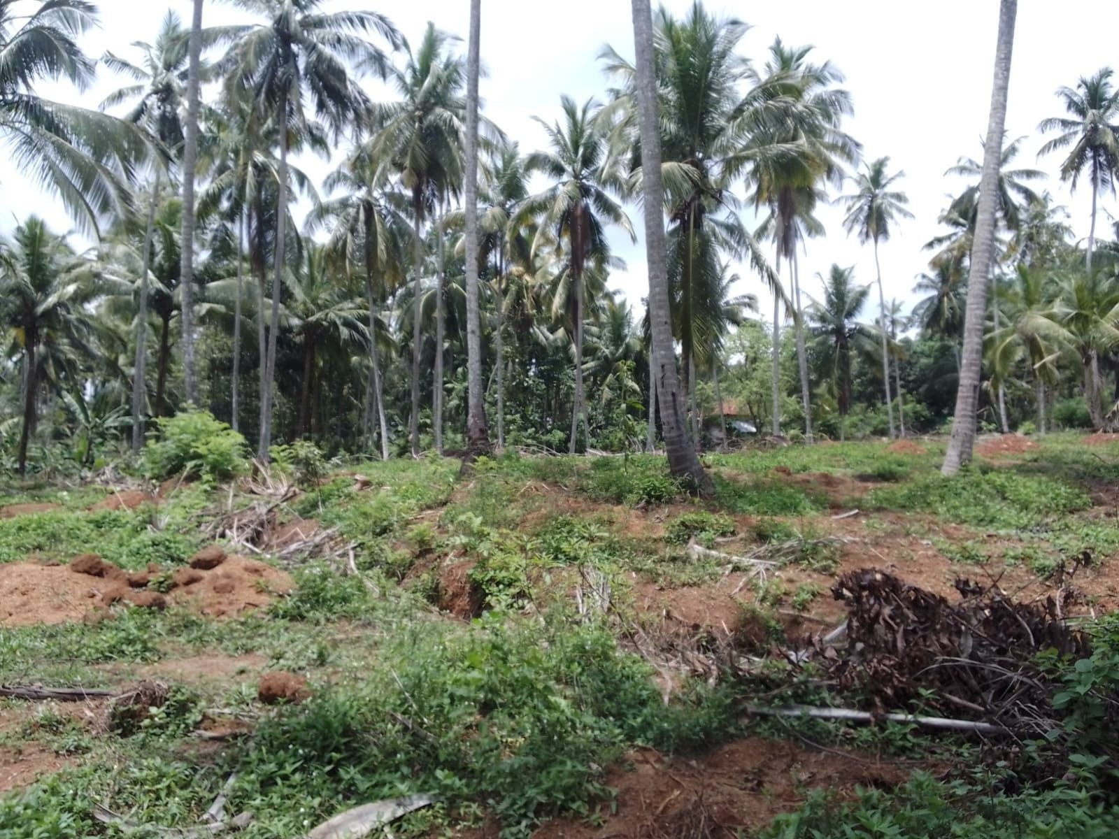 විශාල බංගලාව සමග අගනා පොල් ඉඩම විකිණීමට - badalgama