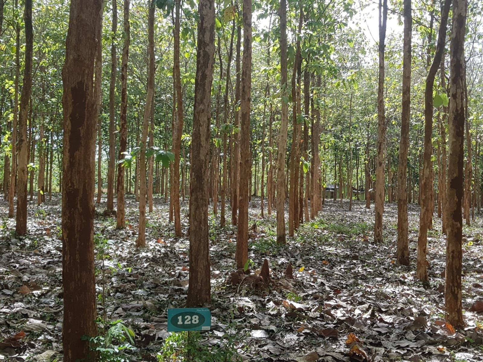 සංචාරක ව්‍යාපාරයකට කබානා tree house හවුස් සාදා ගැනීමට සුදුසු  ඉඩමකි.